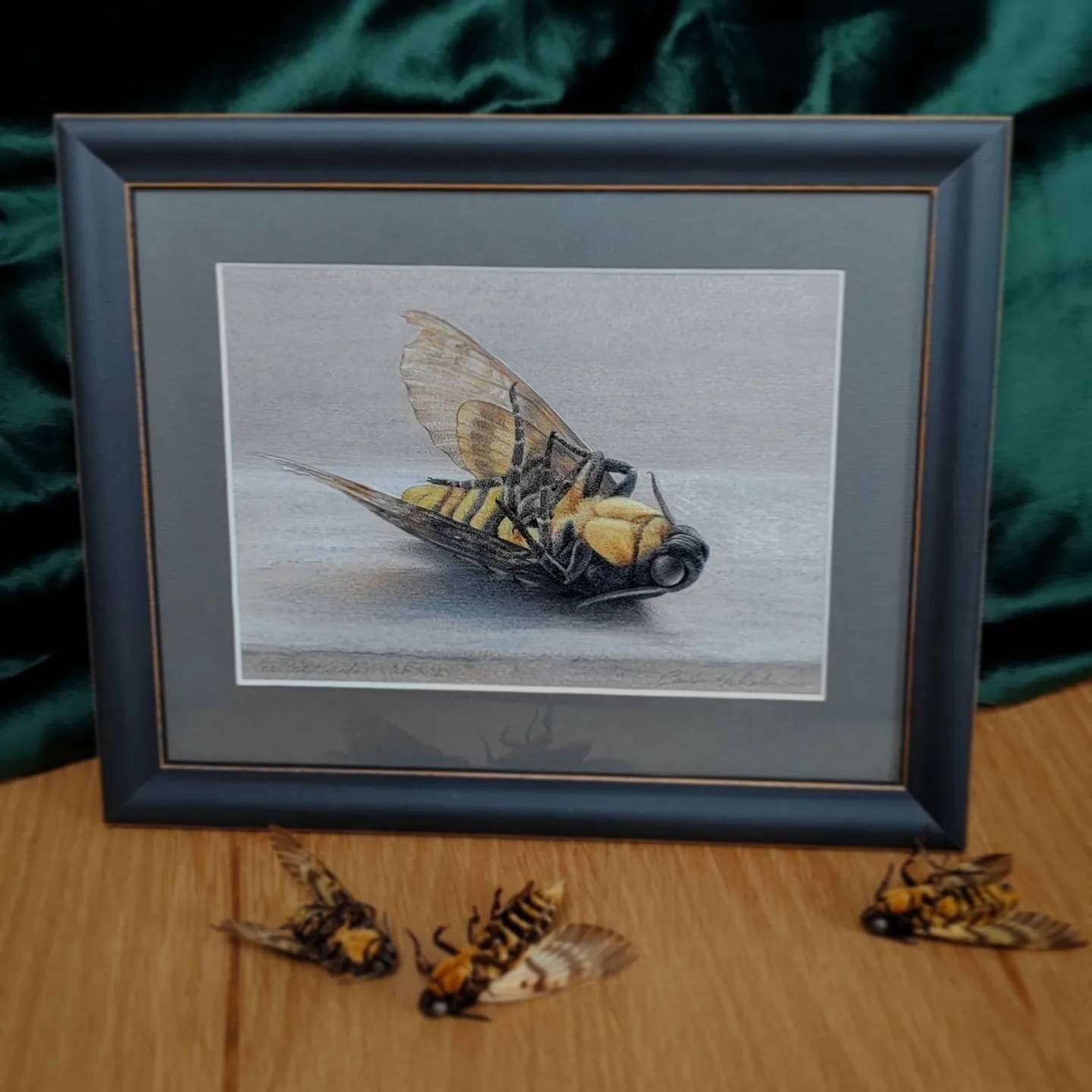 Framed Original Artwork - The Closed Window. Acherontia atropos, Death's Head Hawk Moth