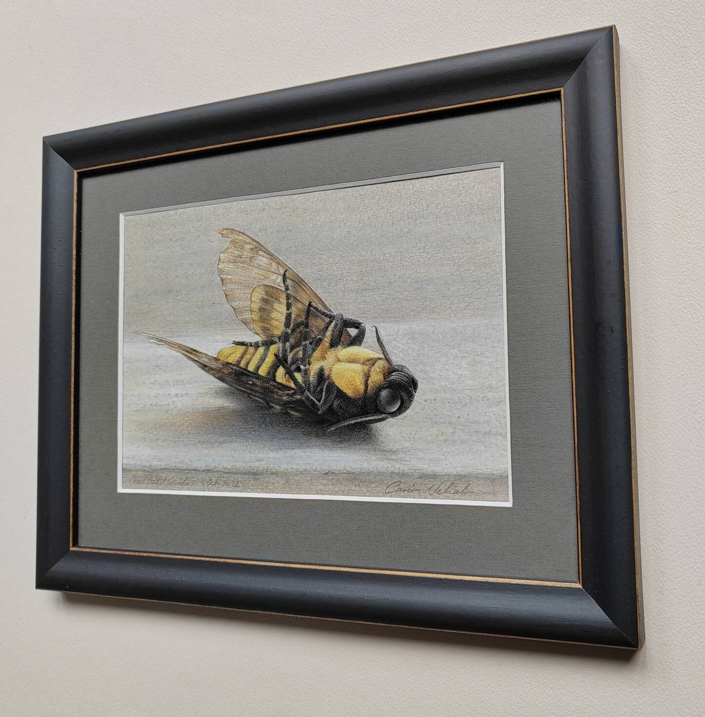 Framed Original Artwork - The Closed Window. Acherontia atropos, Death's Head Hawk Moth