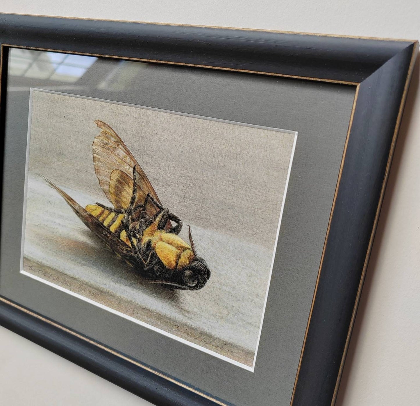Framed Limited edition print. The Closed Window. Death's Head Hawk Moth, Acherontia atropos
