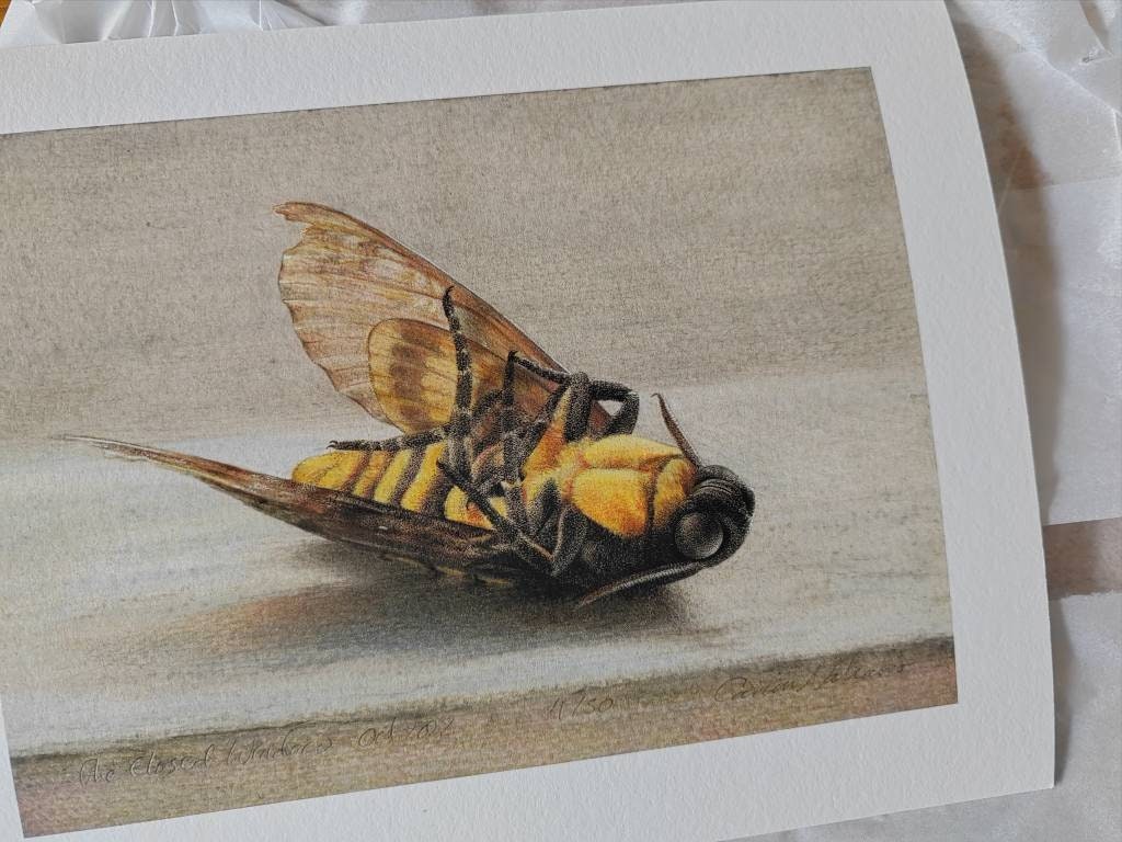 Limited edition art print - The Closed Window. Death's Head Hawk Moth, Acherontia atropos