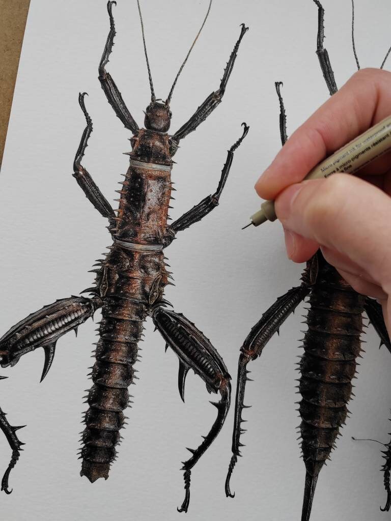 A4 Size limited edition art print - Eurycantha horrida, giant spiny devil stick insect
