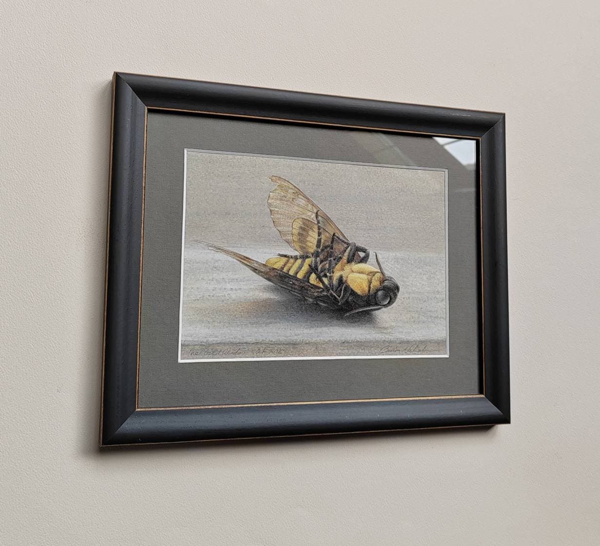 Framed Original Artwork - The Closed Window. Acherontia atropos, Death's Head Hawk Moth