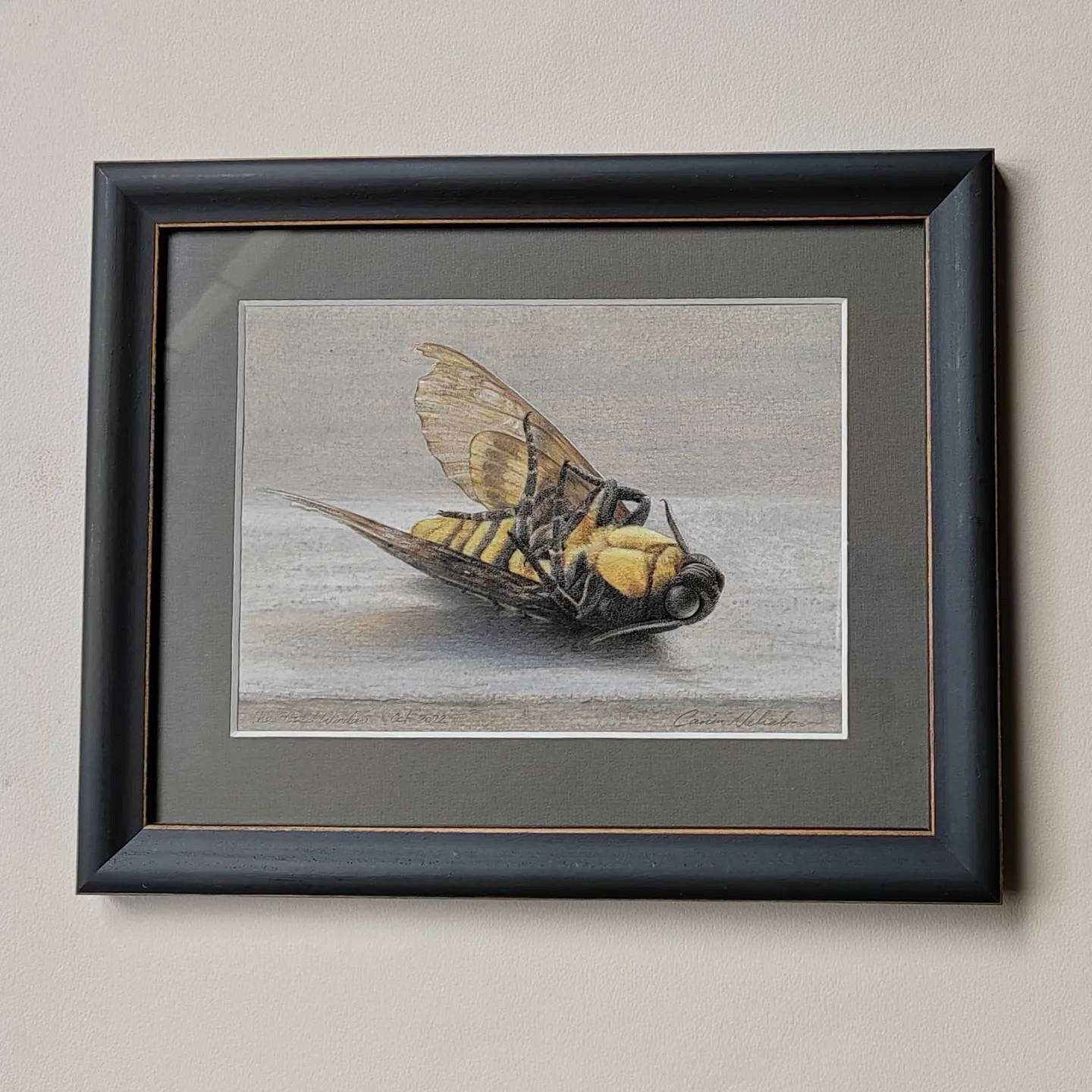 Framed Original Artwork - The Closed Window. Acherontia atropos, Death's Head Hawk Moth
