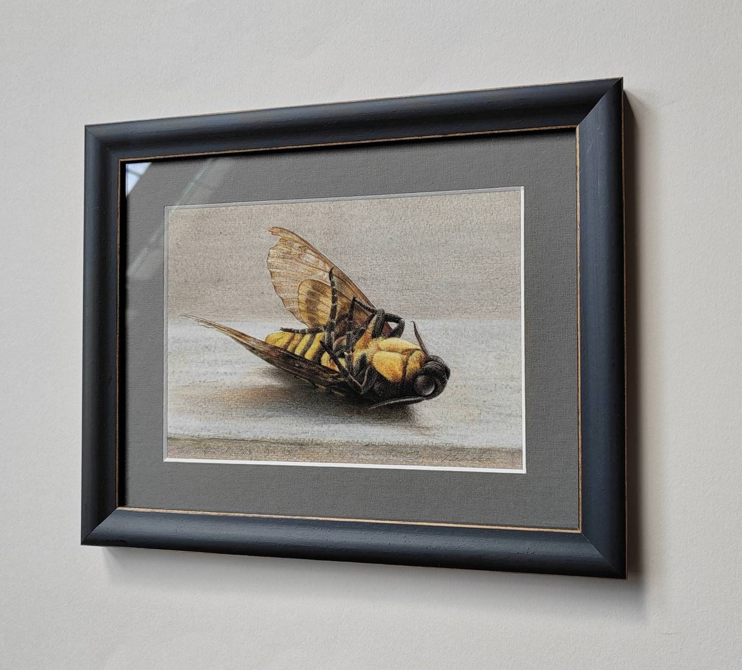 Framed Limited edition print. The Closed Window. Death's Head Hawk Moth, Acherontia atropos