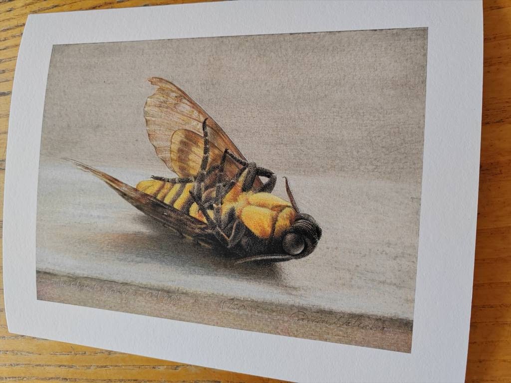 Limited edition art print - The Closed Window. Death's Head Hawk Moth, Acherontia atropos