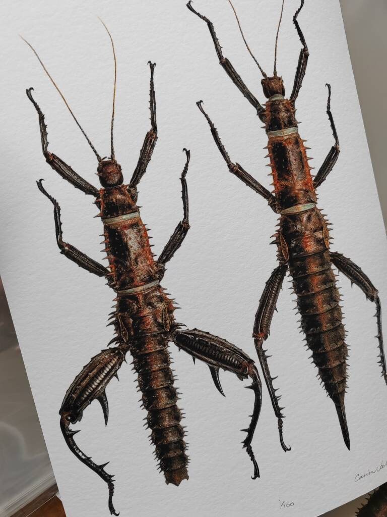 A4 Size limited edition art print - Eurycantha horrida, giant spiny devil stick insect