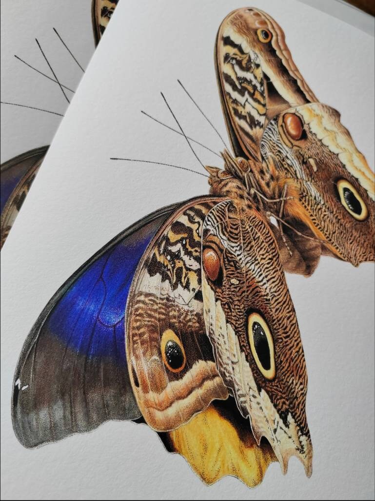 A4 size Limited edition art print - Caligo atreus mating pair.