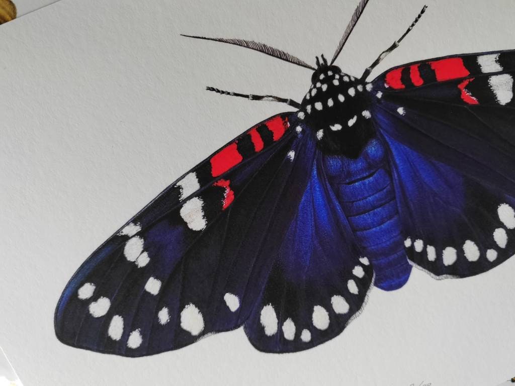 Composia fidelissima, Faithful Beauty Tiger moth. A4 size limited edition art print