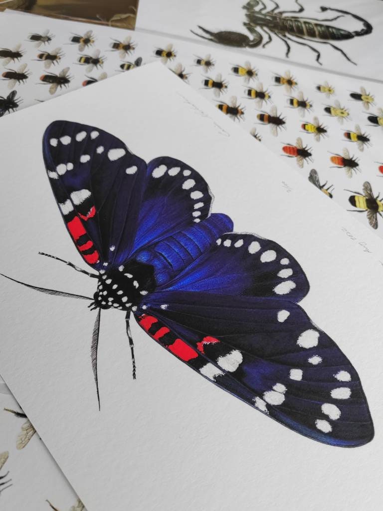 Composia fidelissima, Faithful Beauty Tiger moth. A4 size limited edition art print