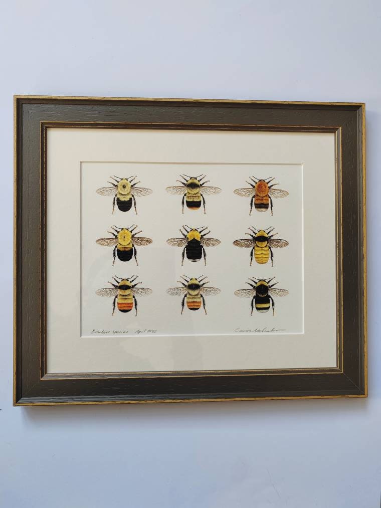 Framed Original Bumblebees artwork, 9 species