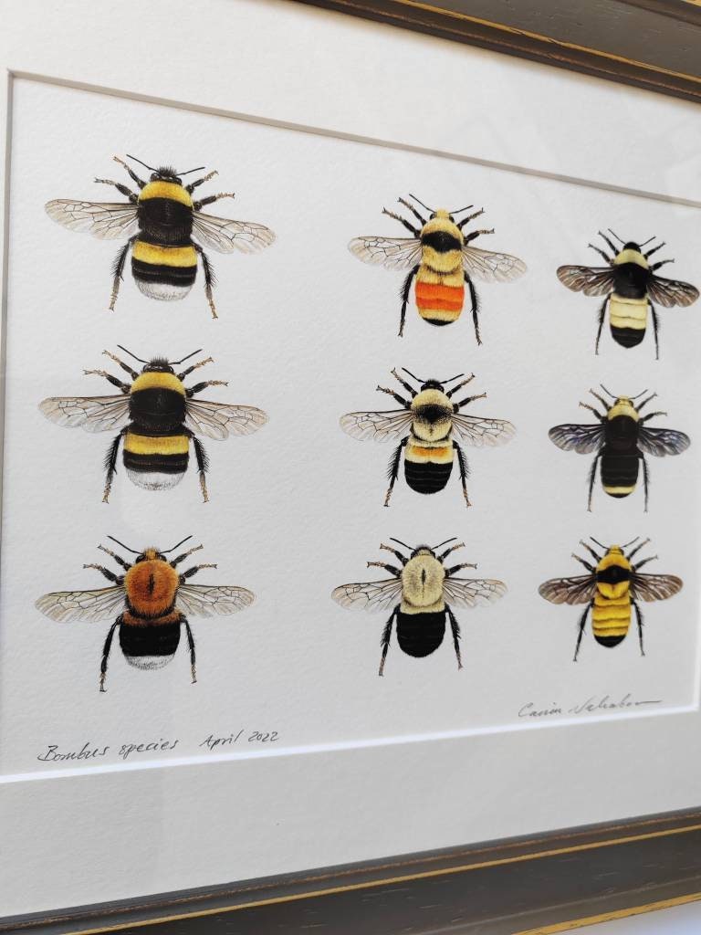 Framed Original Bumblebees artwork, 9 species