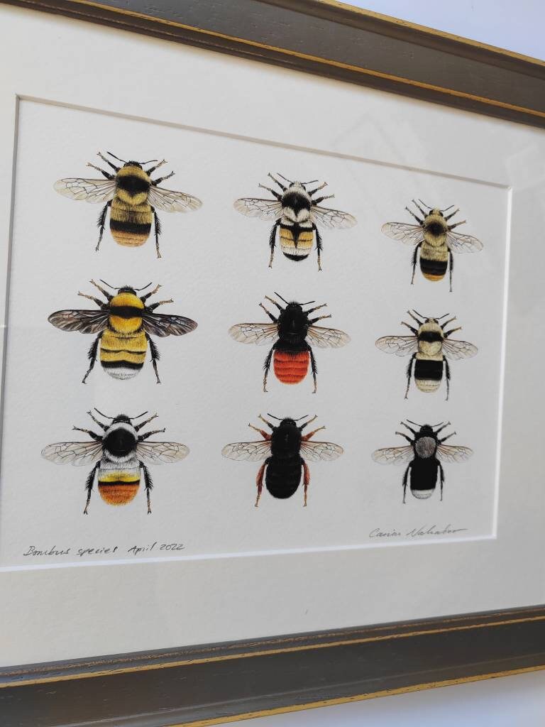 Framed Original Bumblebees artwork, 9 species