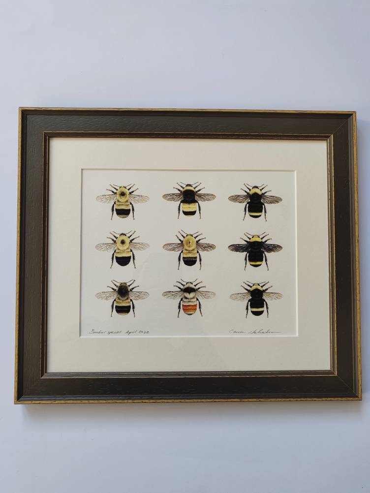 Framed Original Bumblebees artwork, 9 species