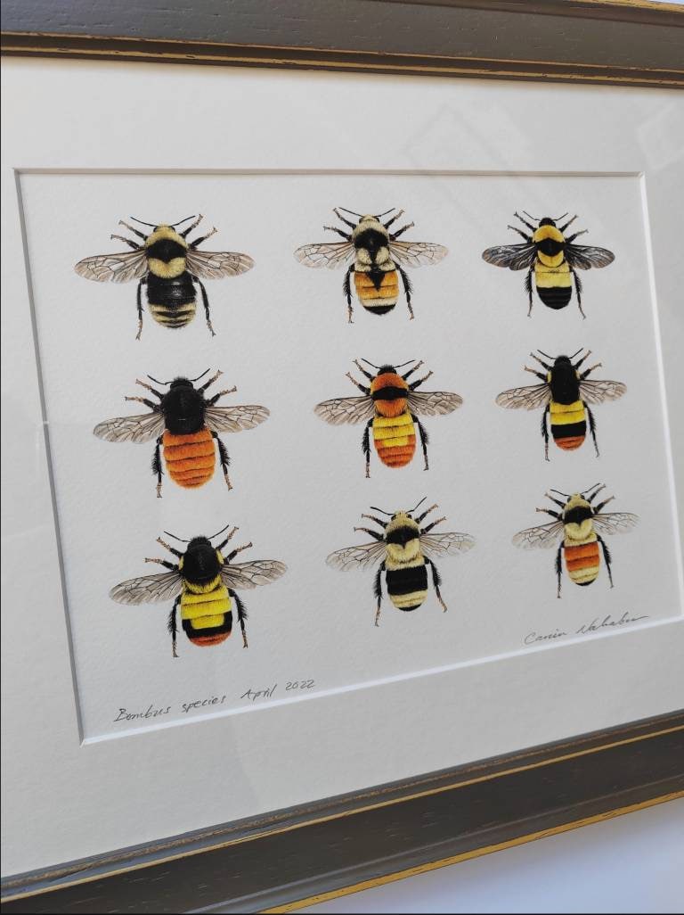 Framed Original Bumblebees artwork, 9 species