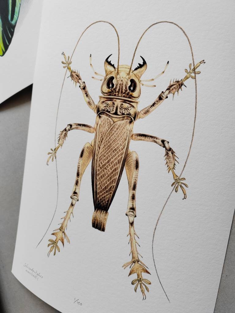 Schizodactylus monstrosus, A4 size limited edition art print