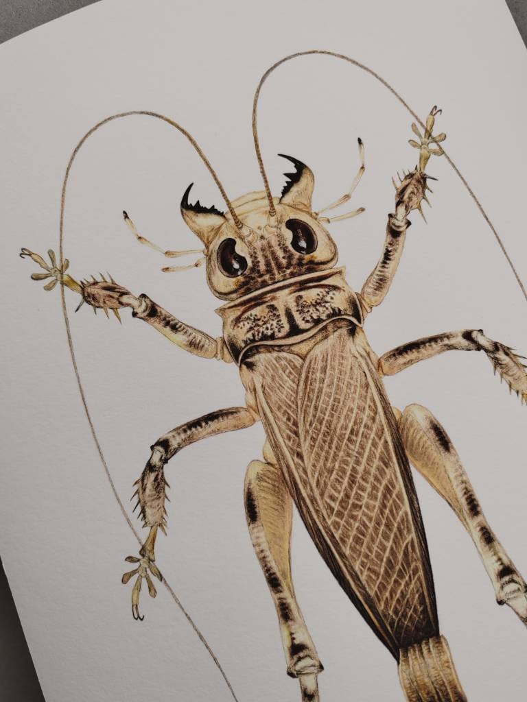Schizodactylus monstrosus, A4 size limited edition art print