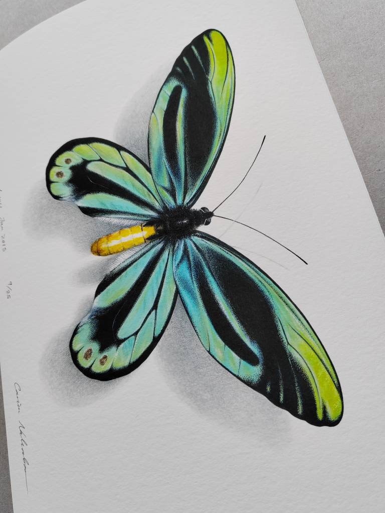 Ornithoptera alexandrae atavus A4 limited edition art print with 22ct.Gold Leaf