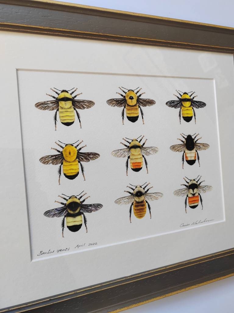 Framed Original Bumblebees artwork, 9 species