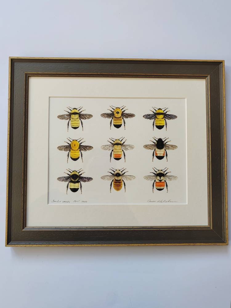 Framed Original Bumblebees artwork, 9 species