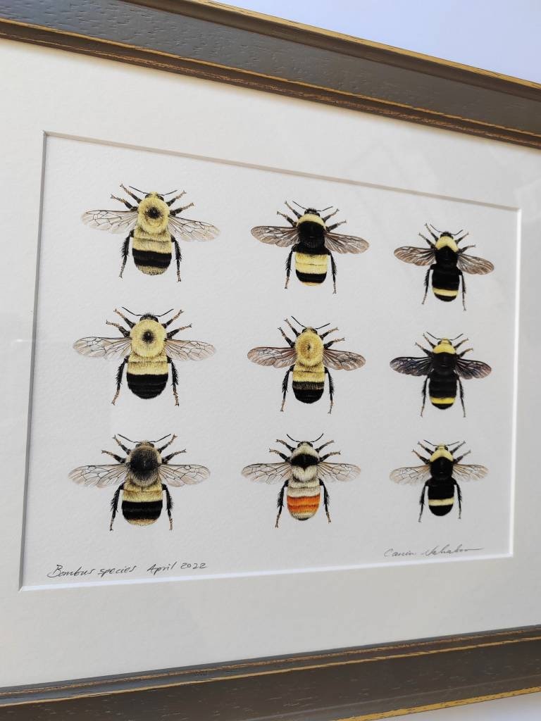 Framed Original Bumblebees artwork, 9 species