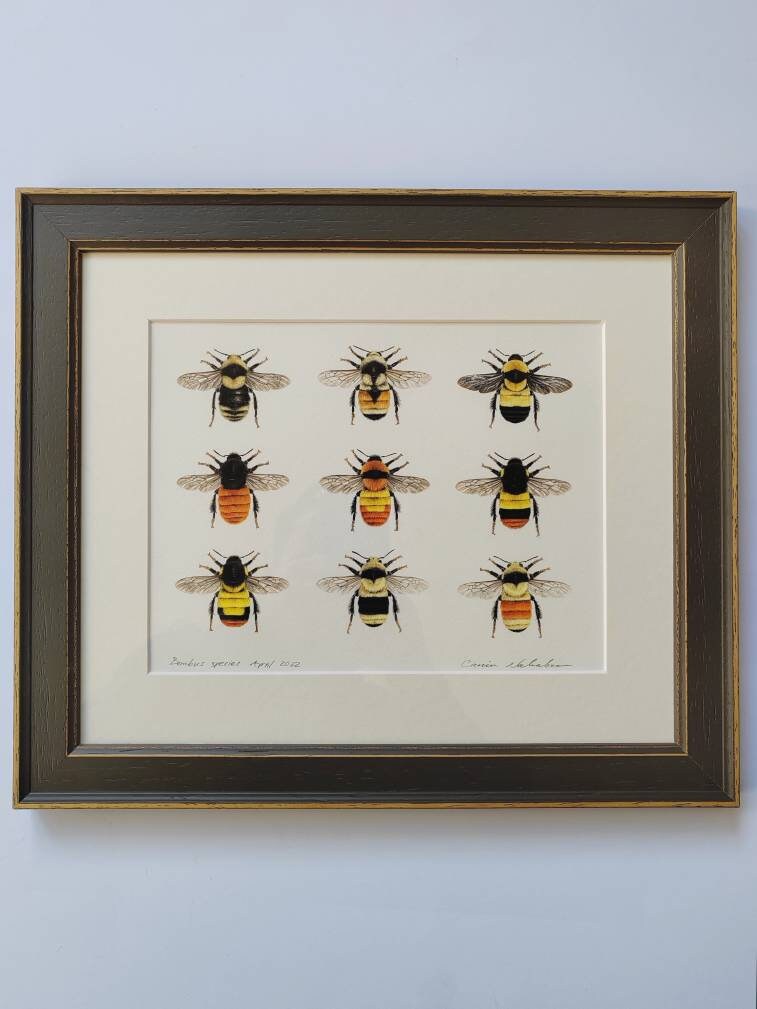 Framed Original Bumblebees artwork, 9 species