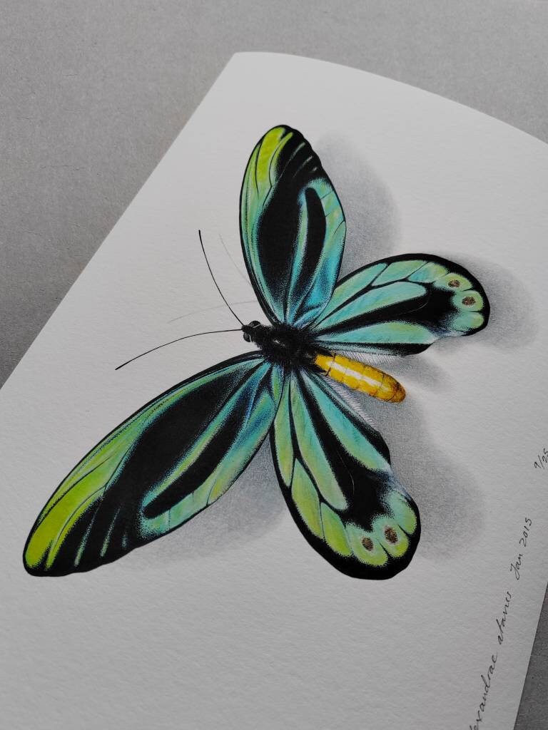 Ornithoptera alexandrae atavus A4 limited edition art print with 22ct.Gold Leaf
