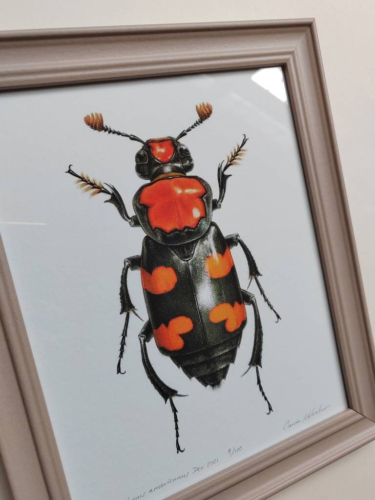 Framed limited edition art print Nicrophorus americanus, Burying Beetle