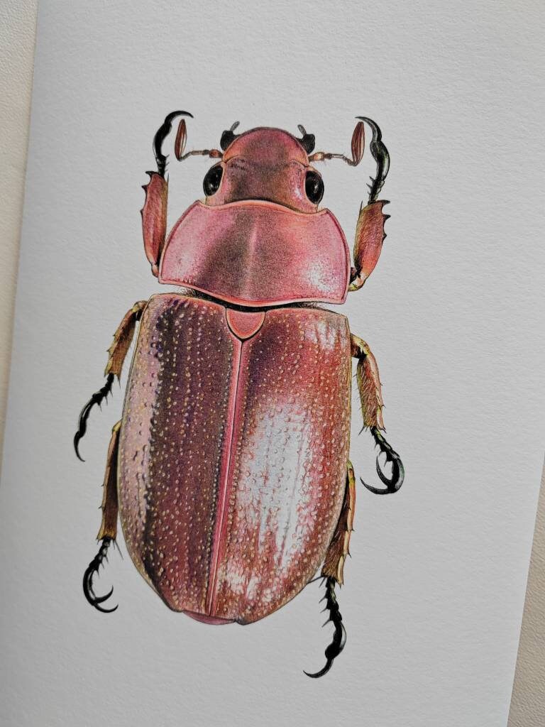 Chrysina purulhensis A4 size limited edition art print