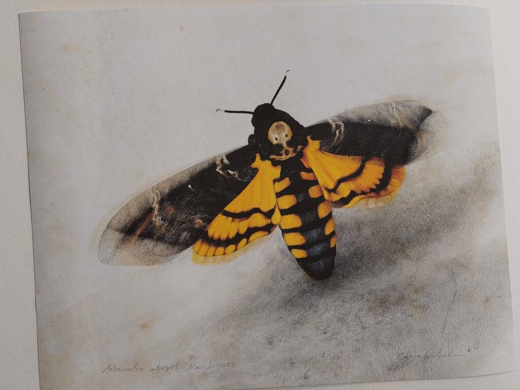Acherontia atropos Death's Head hawk Moth limited edition art print 14x11 inch