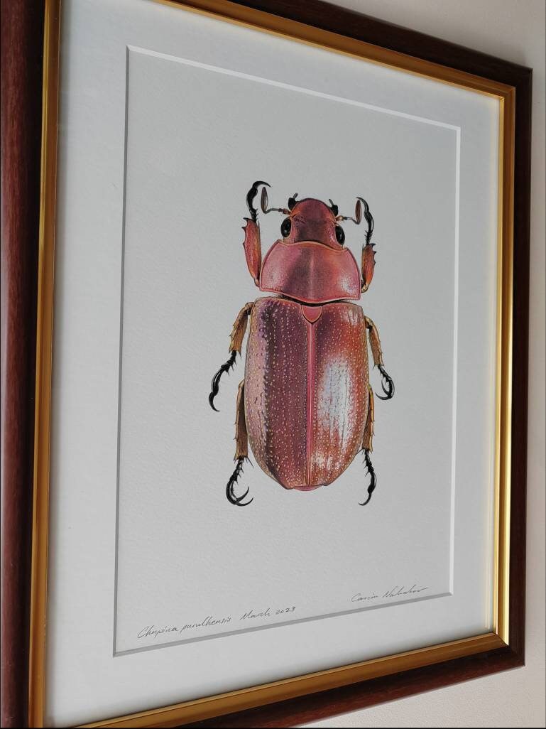 Framed Original artwork - Chrysina purulhensis Jewel Scarab