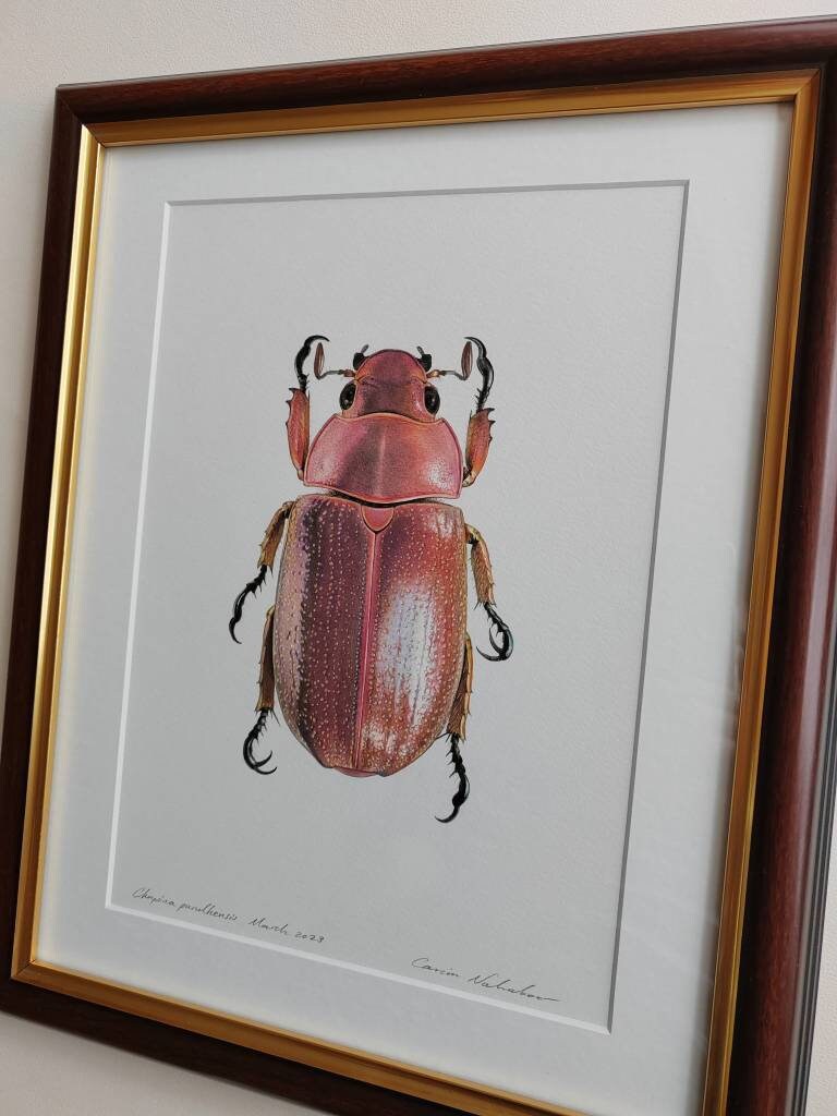 Framed Original artwork - Chrysina purulhensis Jewel Scarab