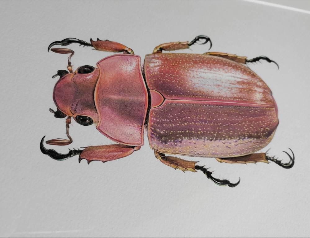 Framed Original artwork - Chrysina purulhensis Jewel Scarab