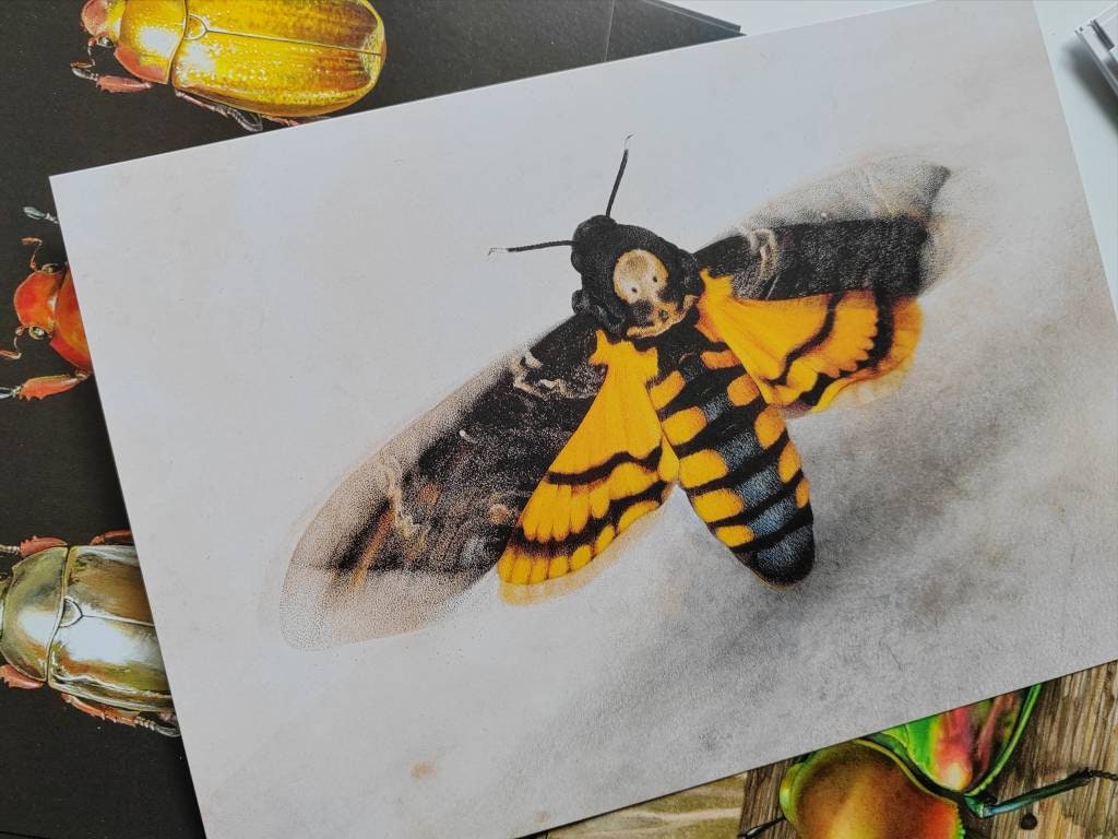 A5 giant postcard Acherontia atropos Death's Head Moth