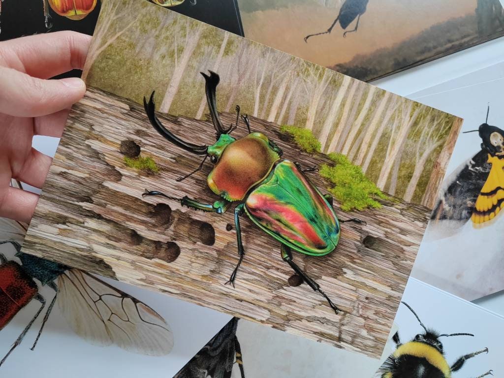 A5 giant postcard Phalacrognathus muelleri, Australian Rainbow Stag Beetle