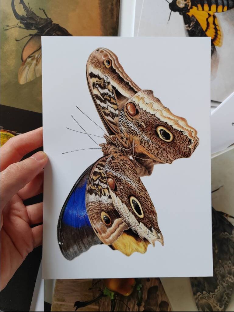 A5 giant postcard Caligo atreus male and female mating pair