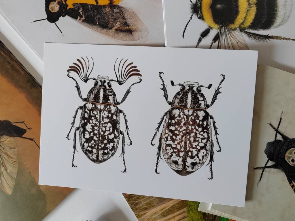 A5 giant postcard Polyphylla fully, Pine Chafer male and female