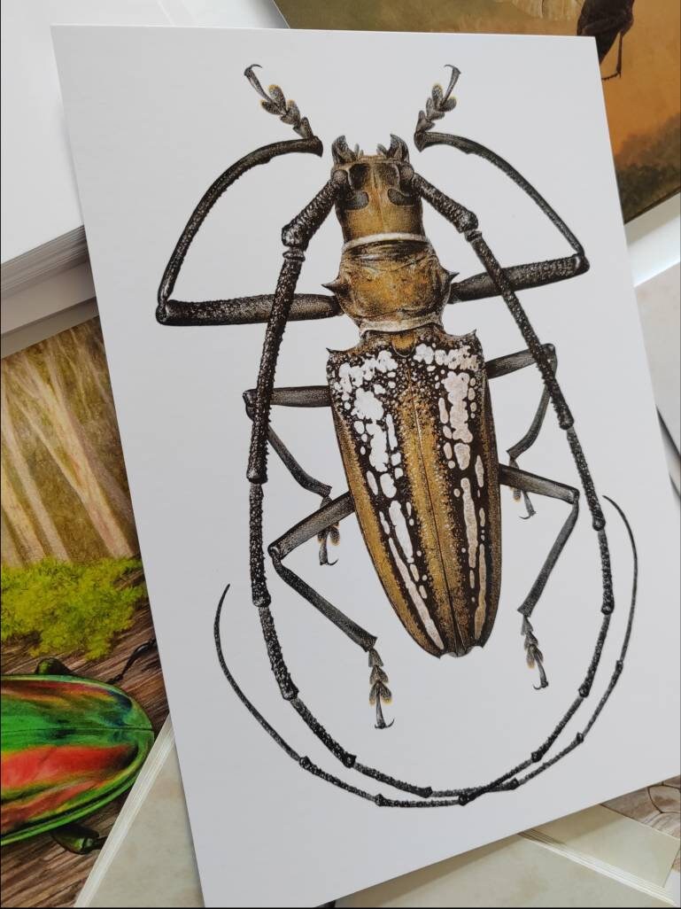 A5 giant postcard Batocera wallacei, Wallace's Longhorn Beetle