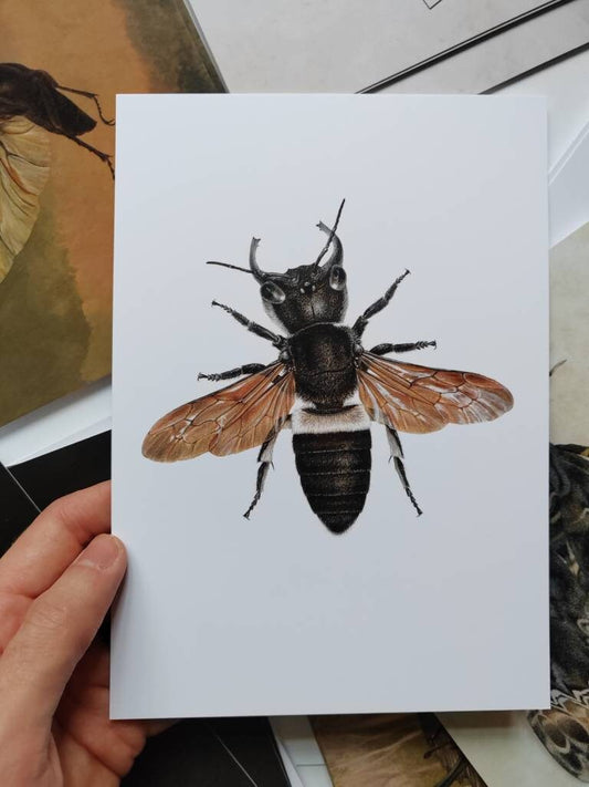 A5 giant postcard Megachile pluto, Wallace's Giant Bee