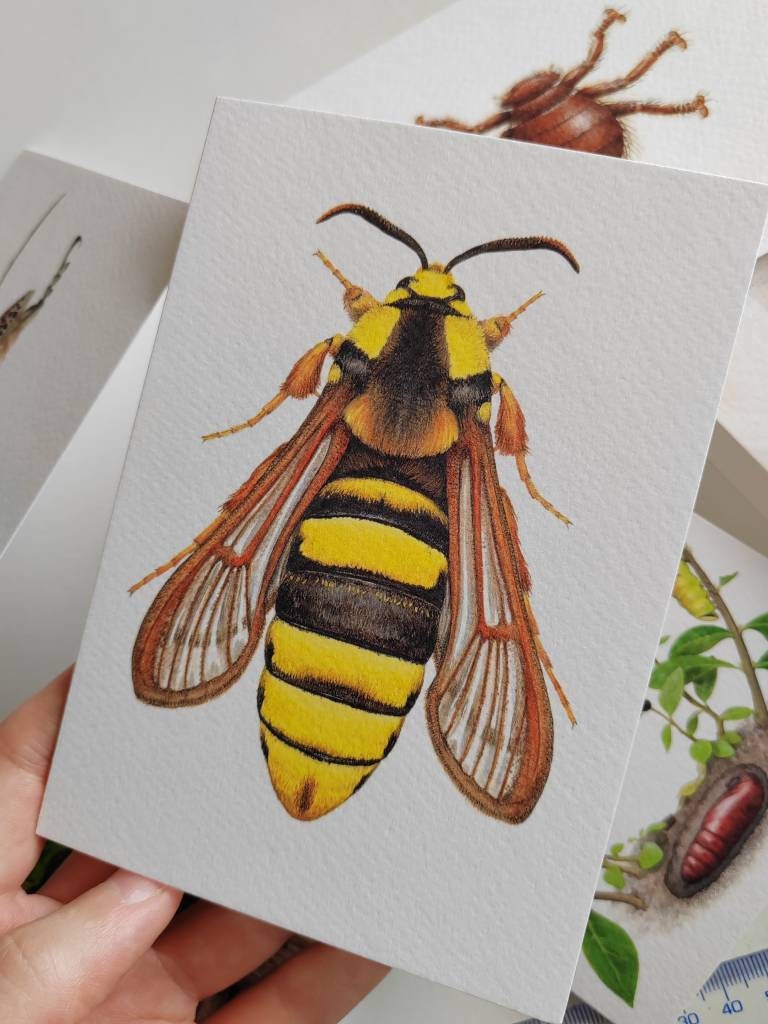 Greetings card - Hornet Clearwing Moth, Sesia apiformis
