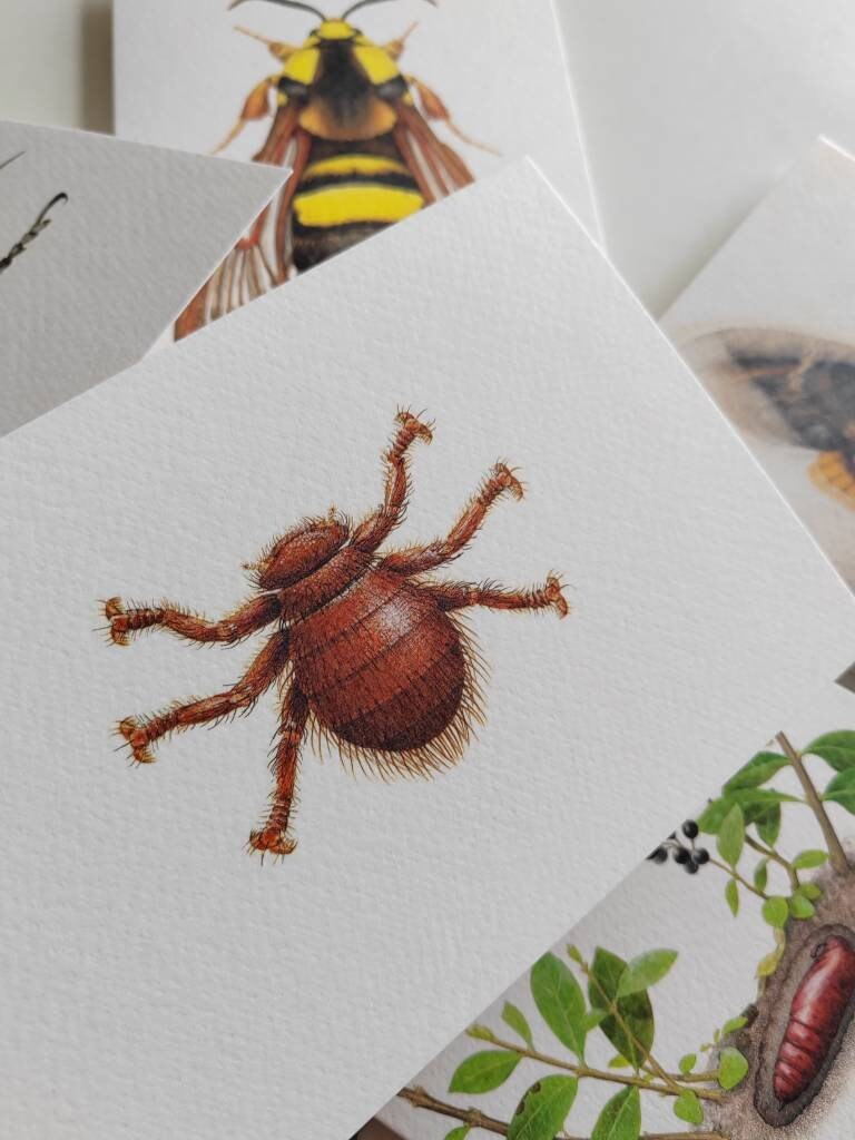 Bee Louse greetings card