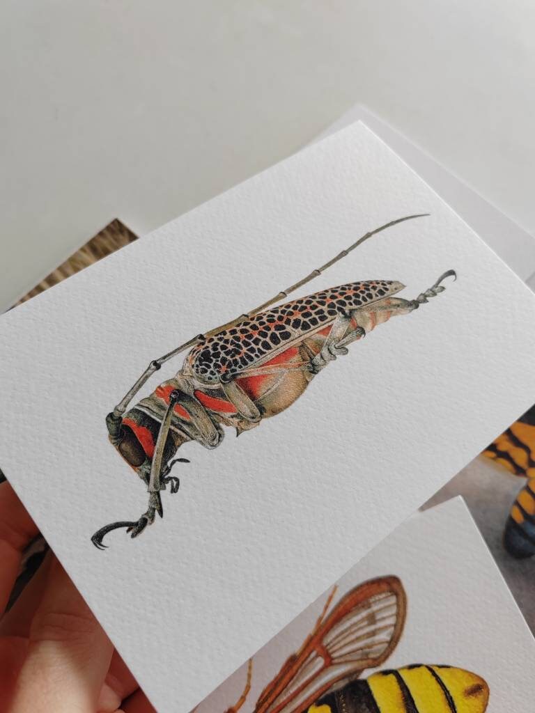 Greetings card - Rosenbergia straussi