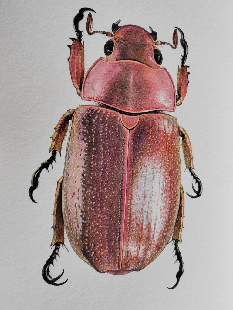 Chrysina purulhensis A4 size limited edition art print