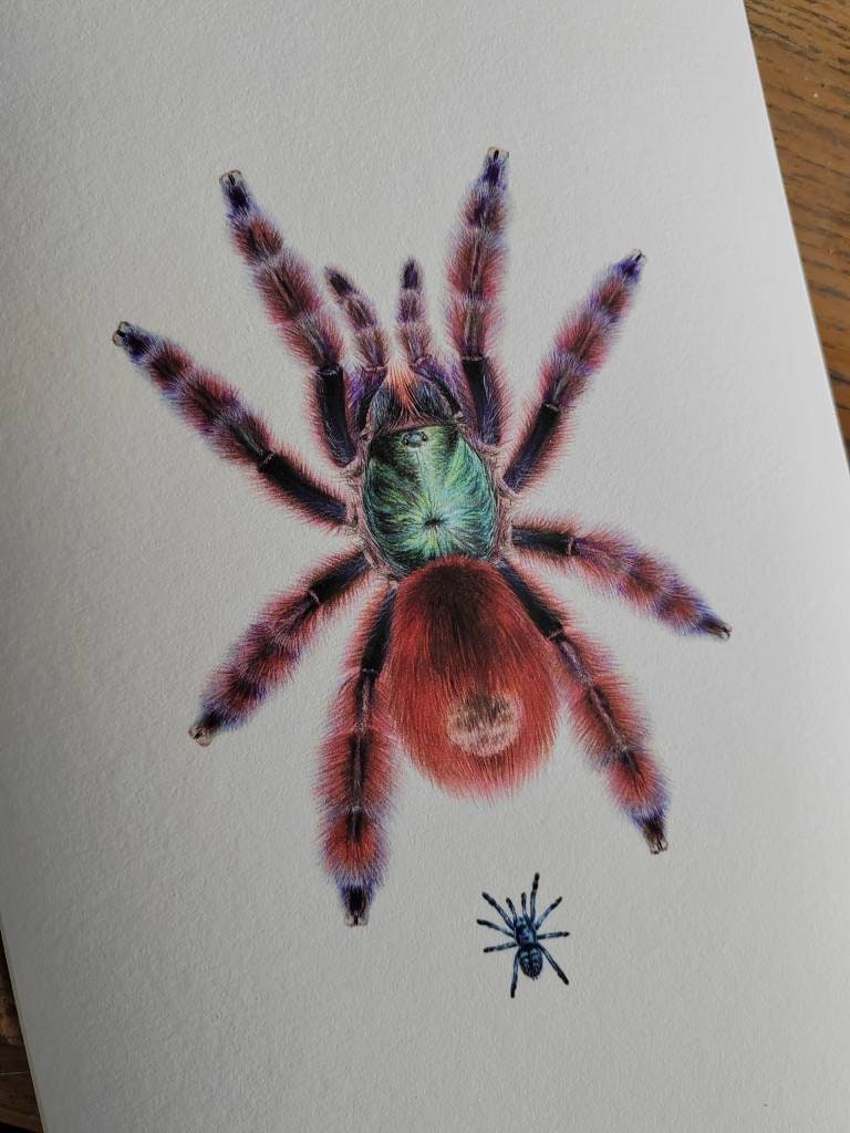 Caribena versicolor A4 size limited edition print