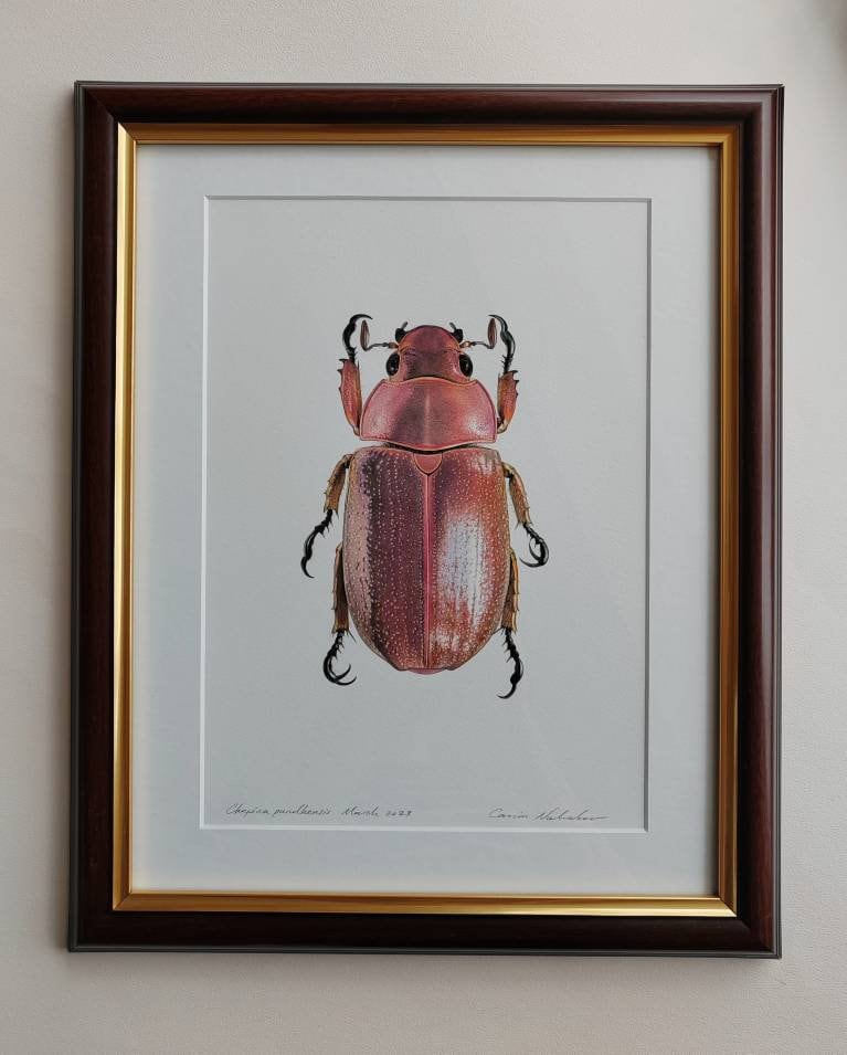Framed Original artwork - Chrysina purulhensis Jewel Scarab