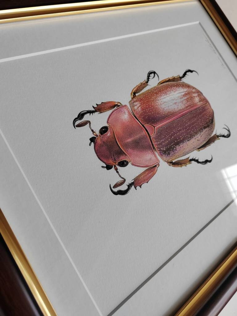 Framed Original artwork - Chrysina purulhensis Jewel Scarab