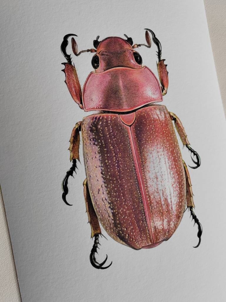 Chrysina purulhensis A4 size limited edition art print