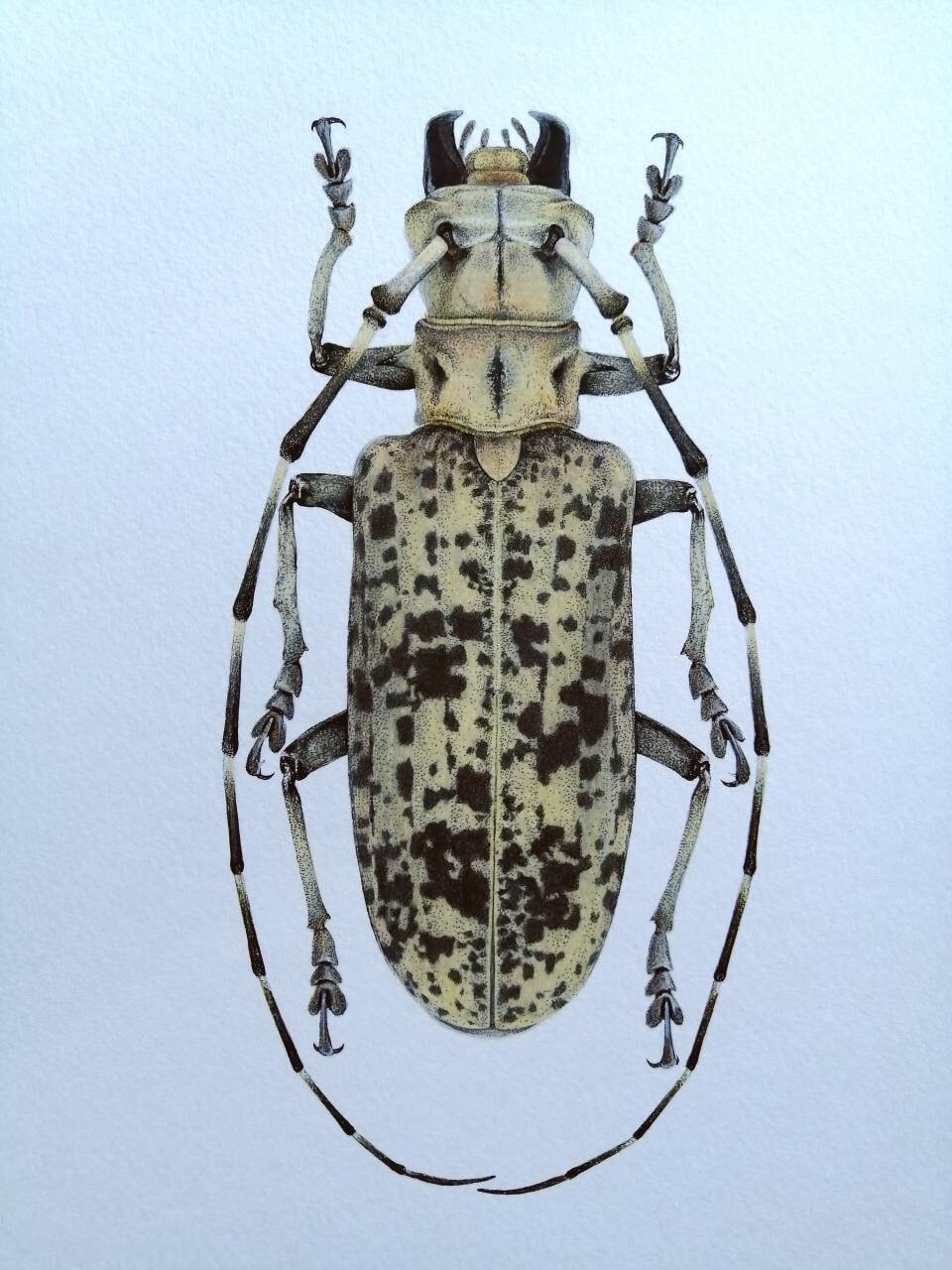 Limited edition art print, A4 size, Pseudomeges marmoratus