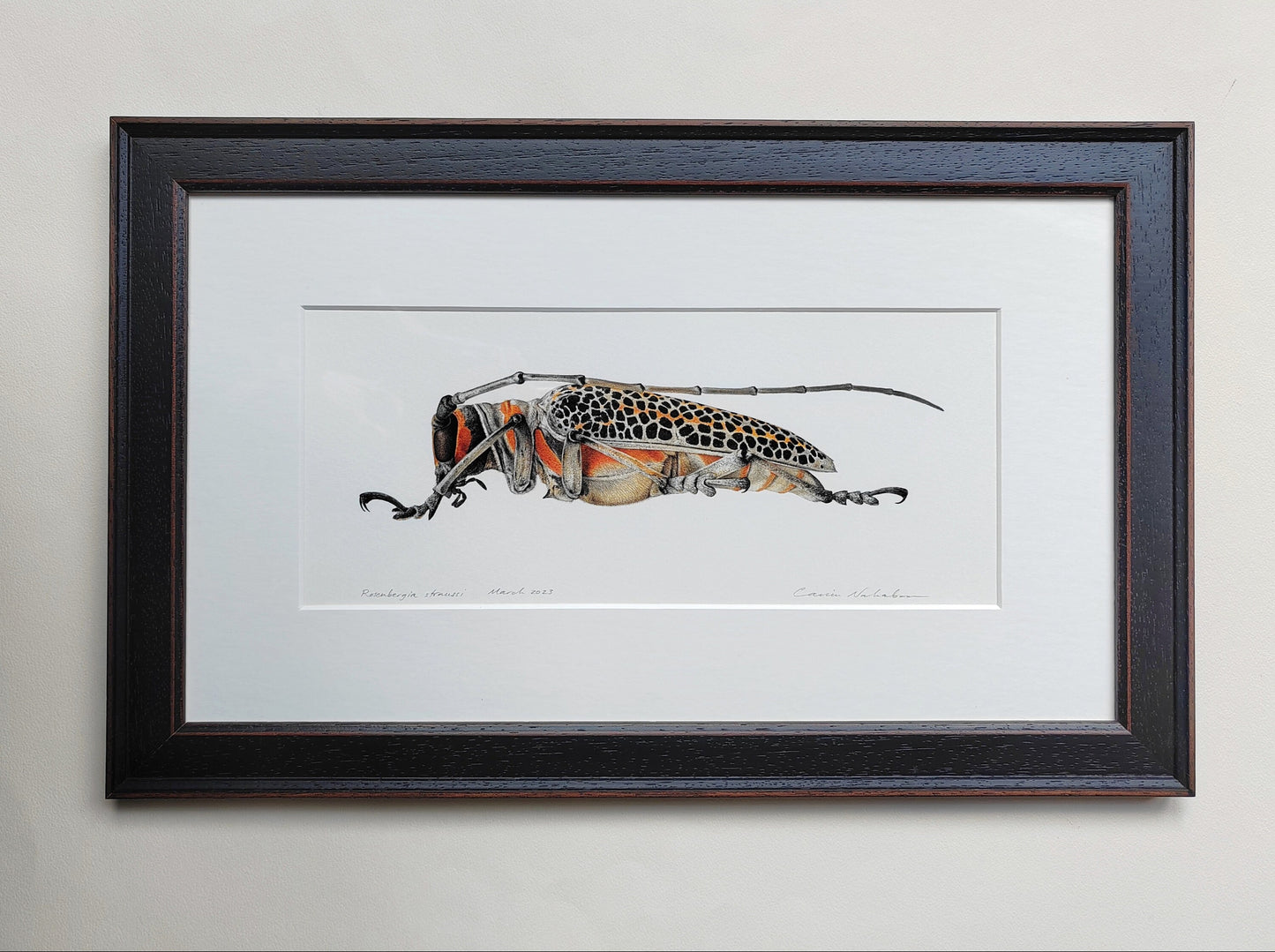 Framed original artwork - Rosenbergia straussi