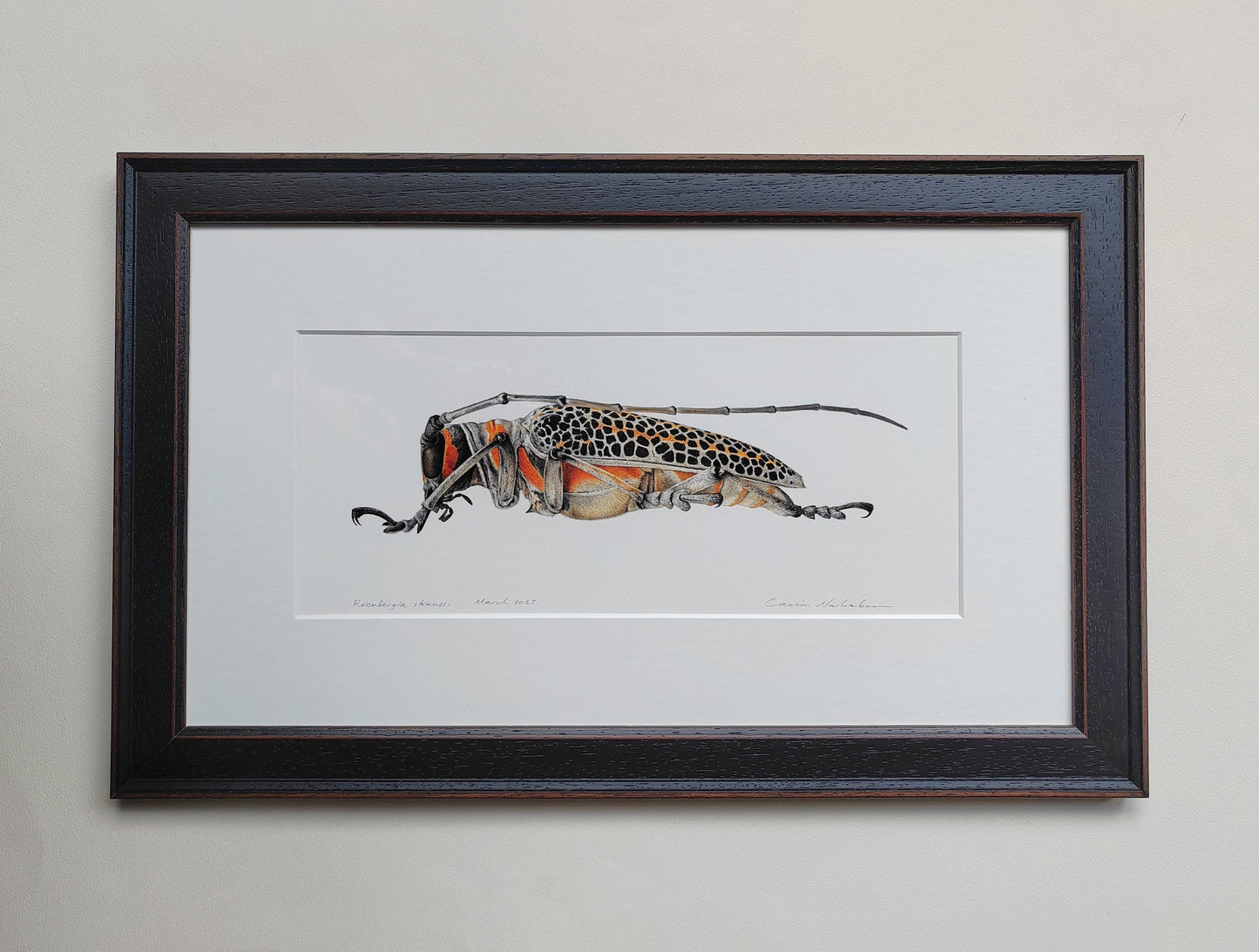 Framed original artwork - Rosenbergia straussi