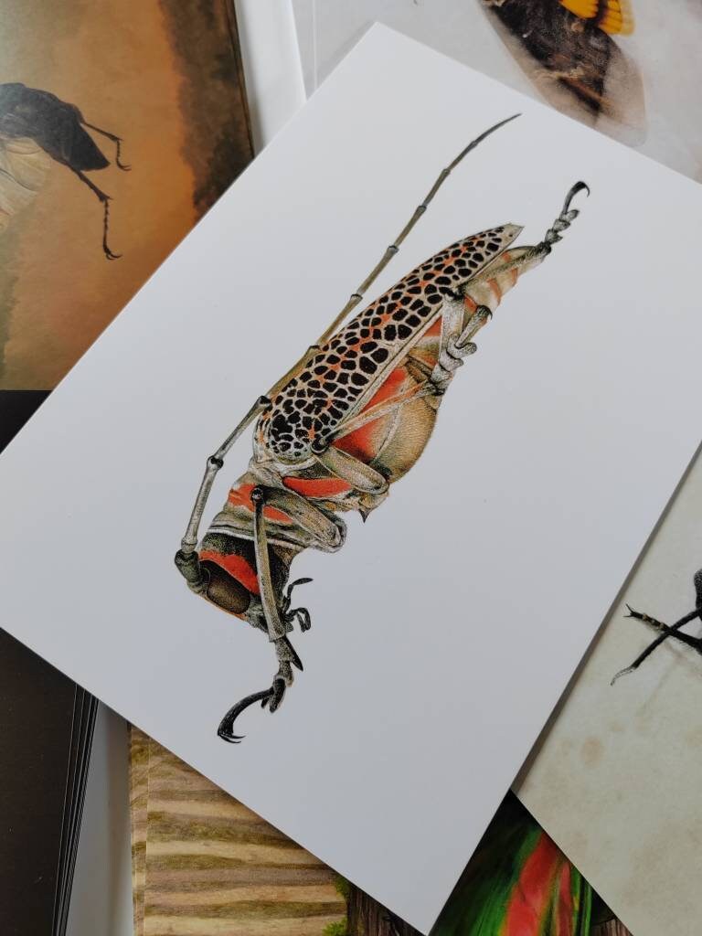 A5 giant postcard Rosenbergia straussi Longhorn Beetle